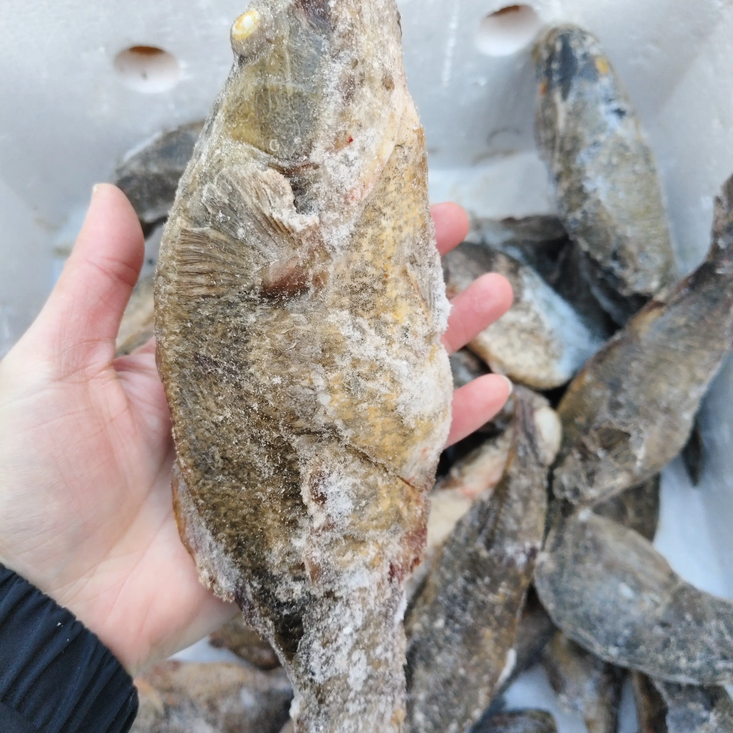 东北野生老头鱼速冻顺丰包邮