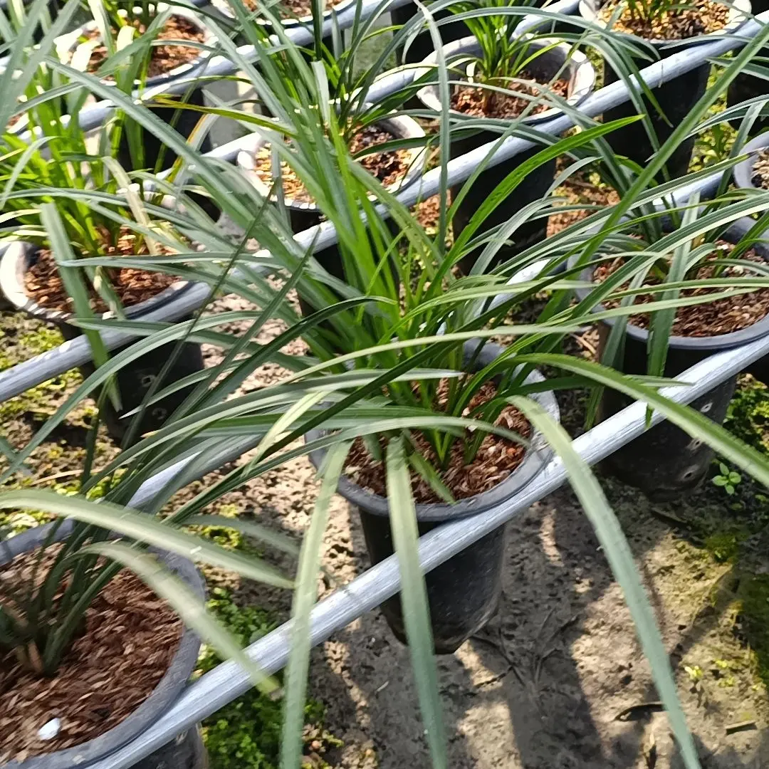 兰花苗春兰国兰露天种植室内绿植盆栽开花浓香好养活办公室