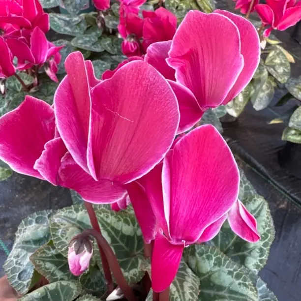 火焰纹仙客来带花苞室内花卉好养观花盆栽桌面植物