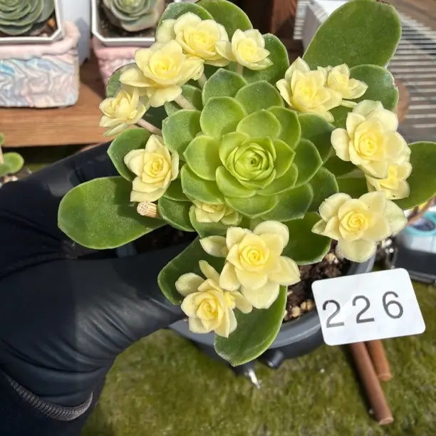 226重瓣长寿花带花苞发货四季开花水培绿植盆栽