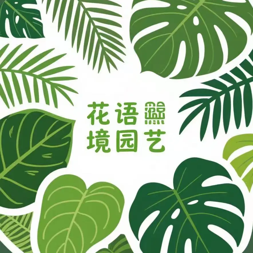 花语境一物一拍秋海棠不售后