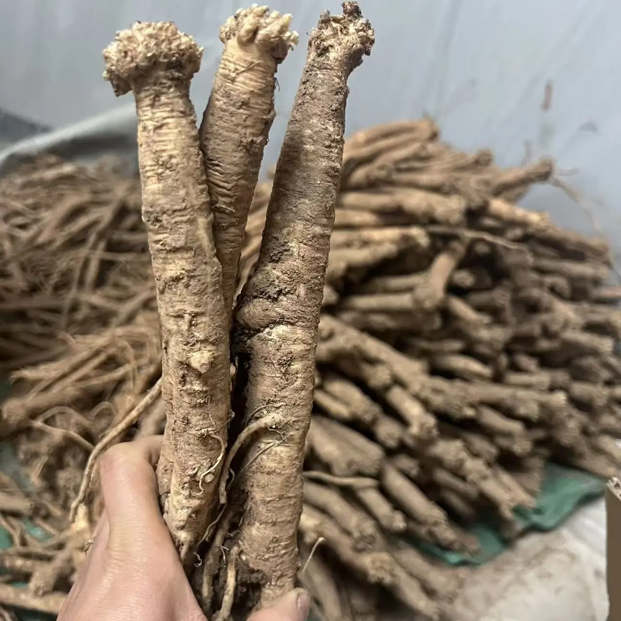 甘肃岷县种植新鲜党参滋补养生原料，泡水煲汤。