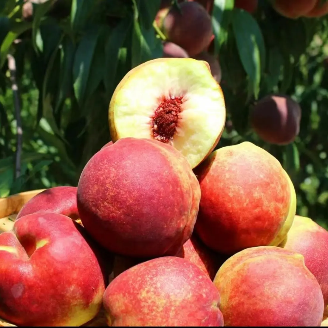 【青州蜜桃】冬桃新鲜水果冬雪蜜脆甜蜜桃现摘应季桃香浓郁产地直发