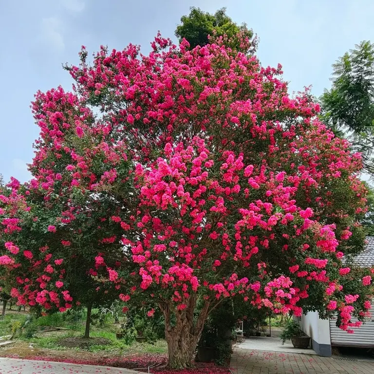 原生川红老紫薇，川大红色，紫色