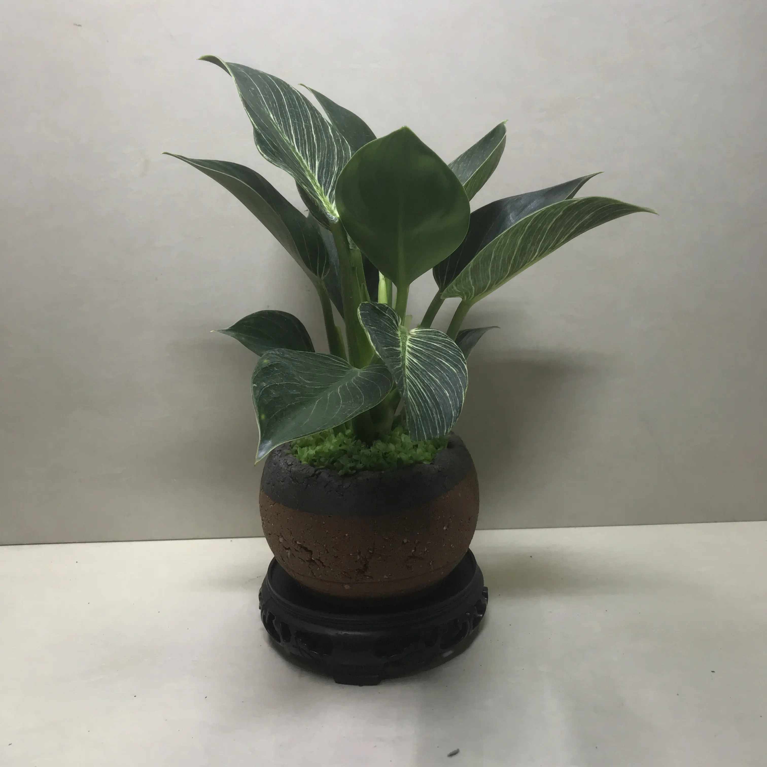 铂金钻盆栽室内净化空气好养活绿植