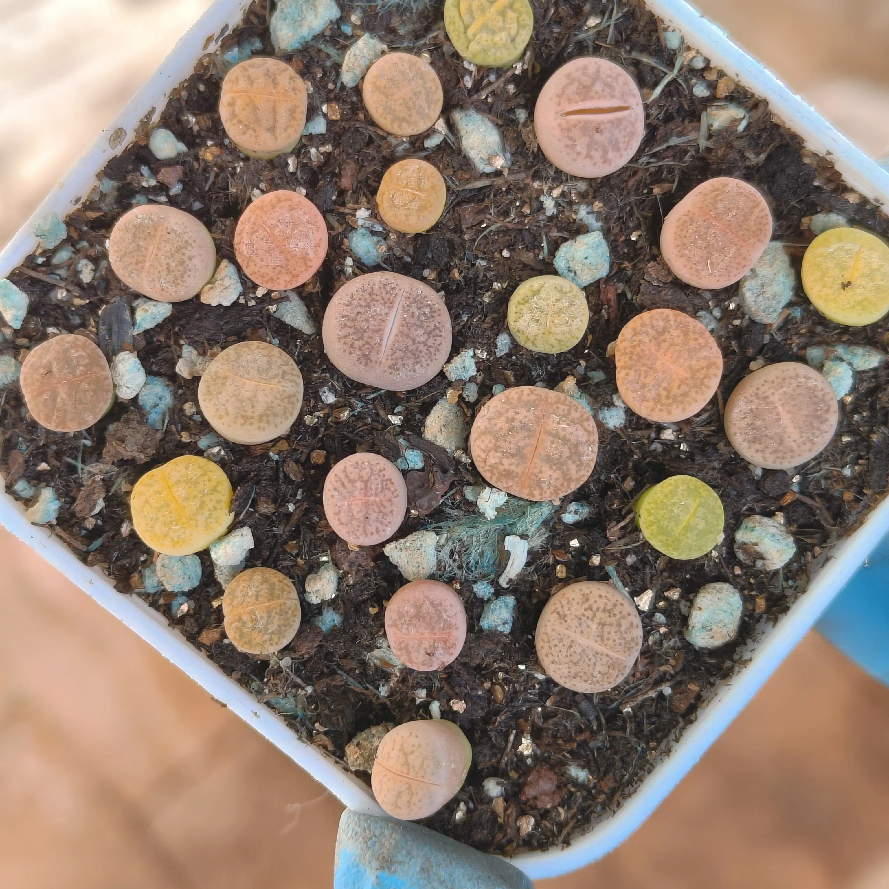 一箭之遥生石花多肉盆栽带盆带土好养适合室内阳台