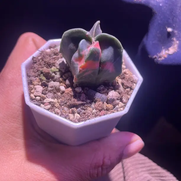 鸾凤玉锦有点瑕疵多肉植物盆栽室内花卉绿植防辐射好养