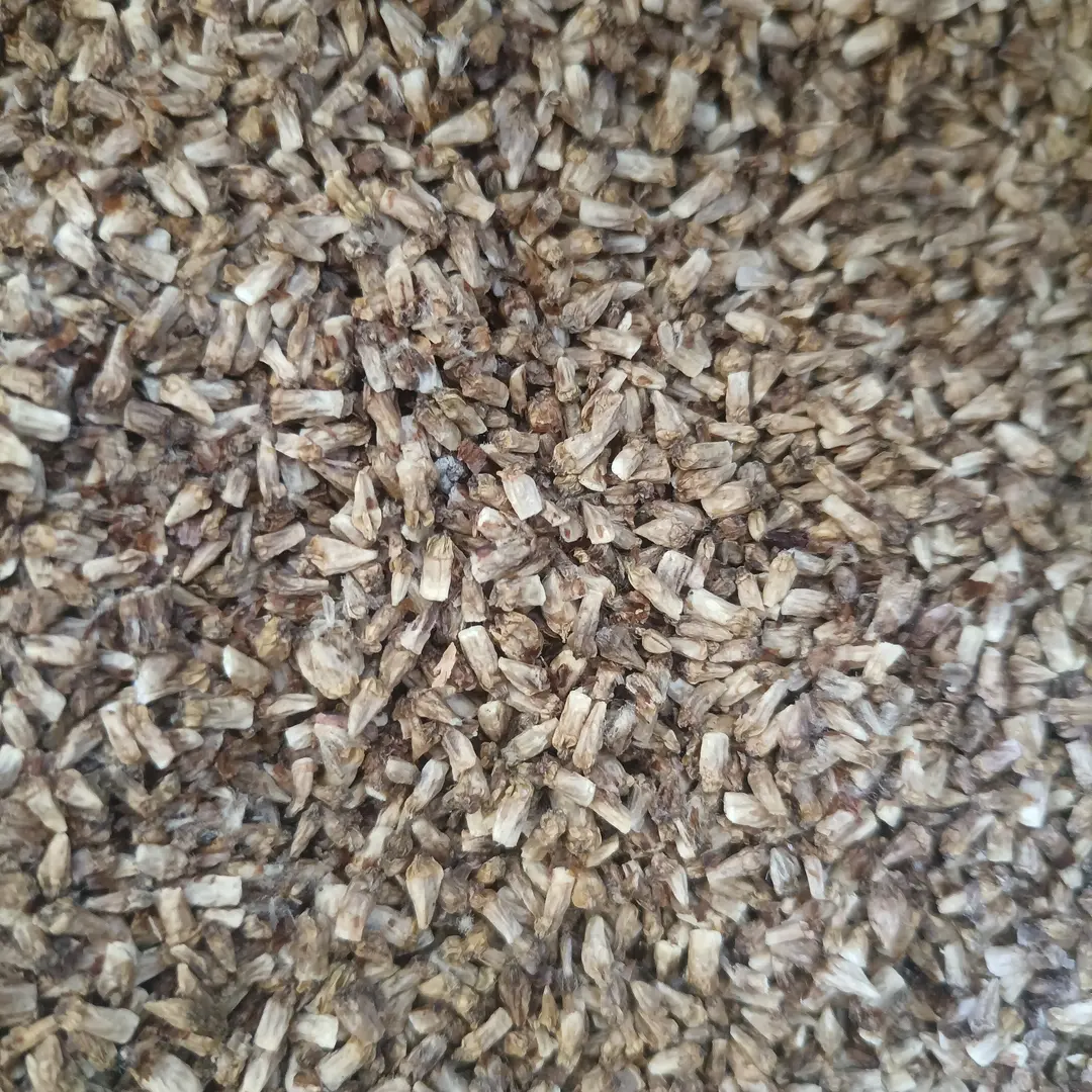 优质旱地石菖蒲种子大叶红心旱地石菖蒲种籽