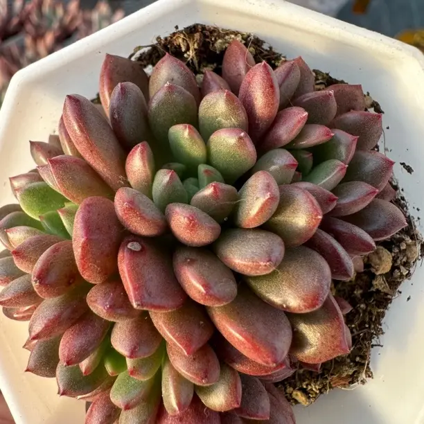 红宝石多肉植物办公室阳台绿植盆栽好养肉肉花卉