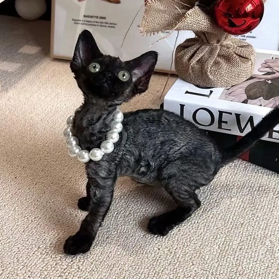 德文猫（大橙子优选）