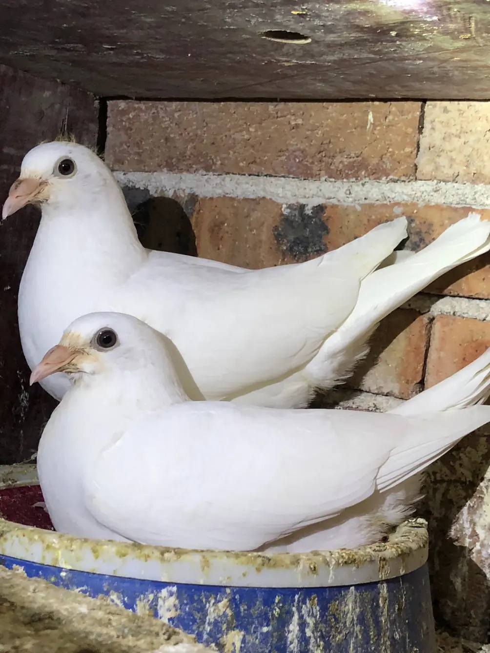 生鲜鸽子，种鸽，赛绩鸽，幼鸽，