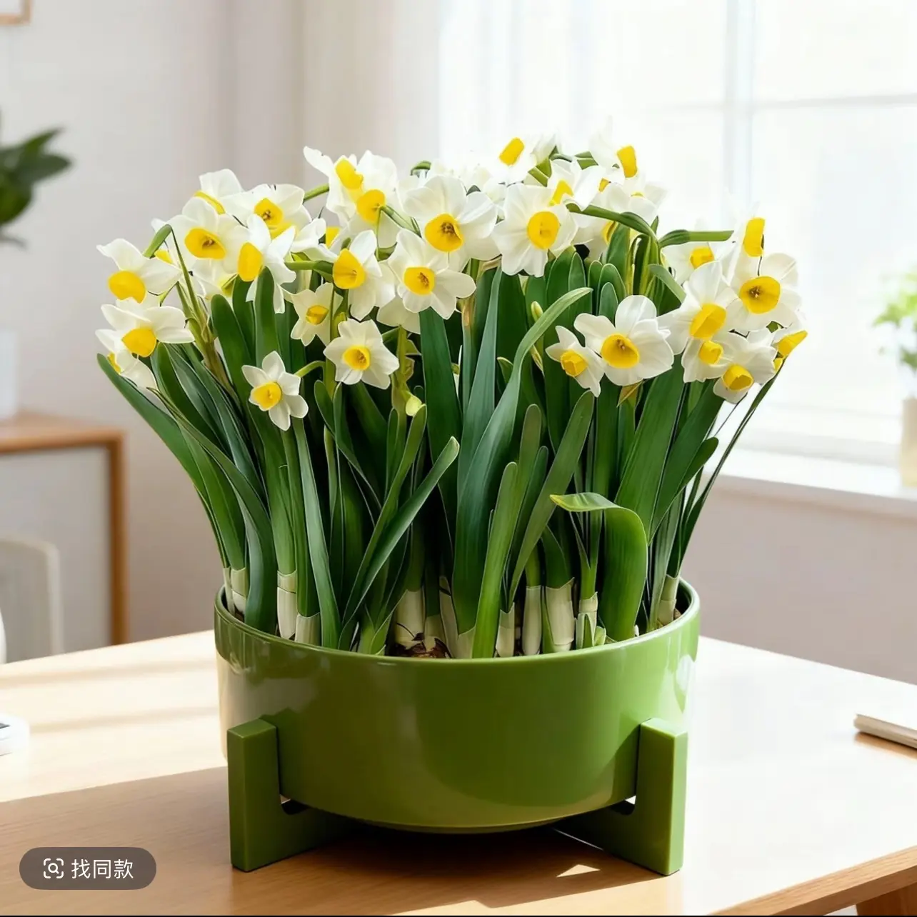 水培水仙花四季开花耐寒耐热好养室内绿植盆栽