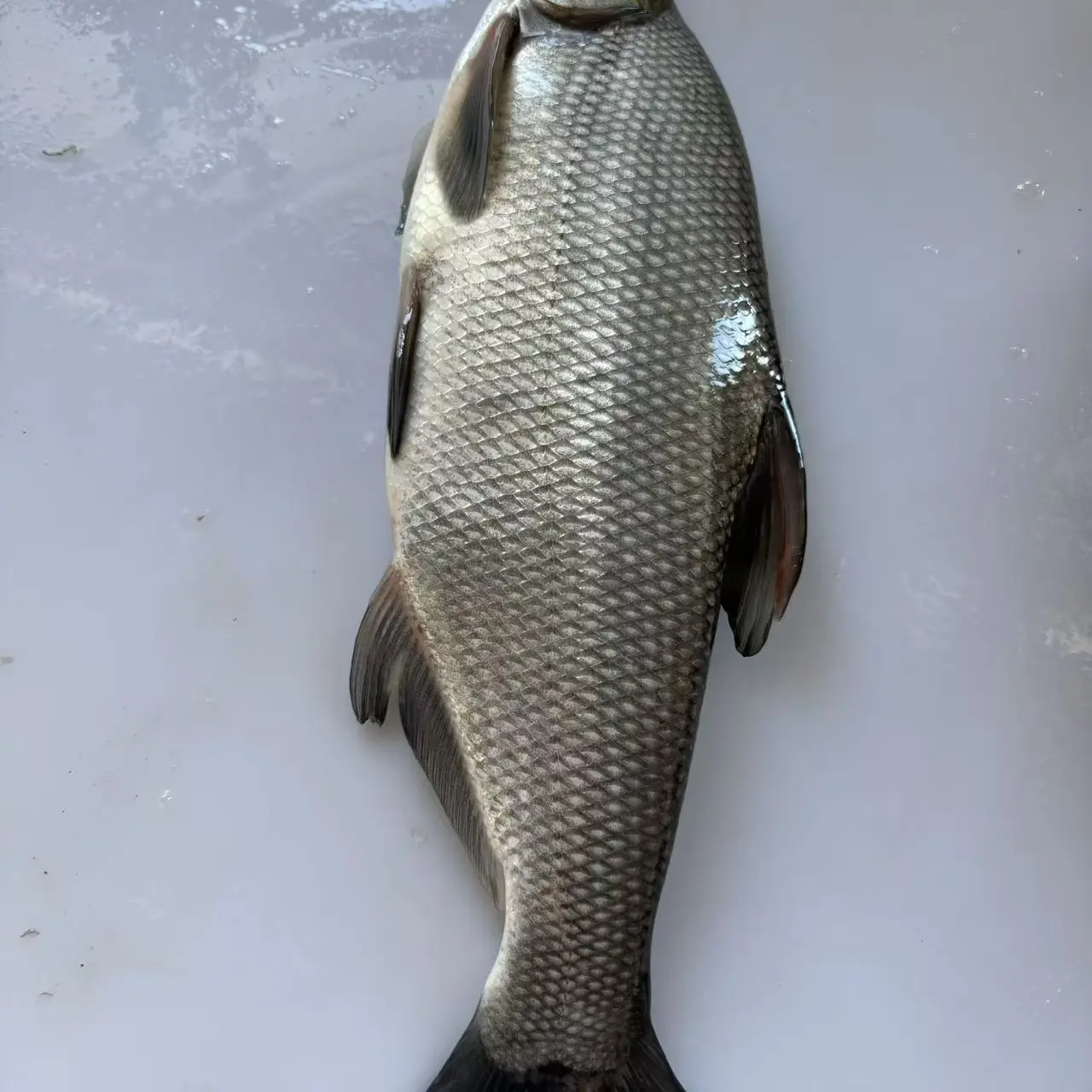 3d东北正宗冷水青稍子鱼6---6.5斤