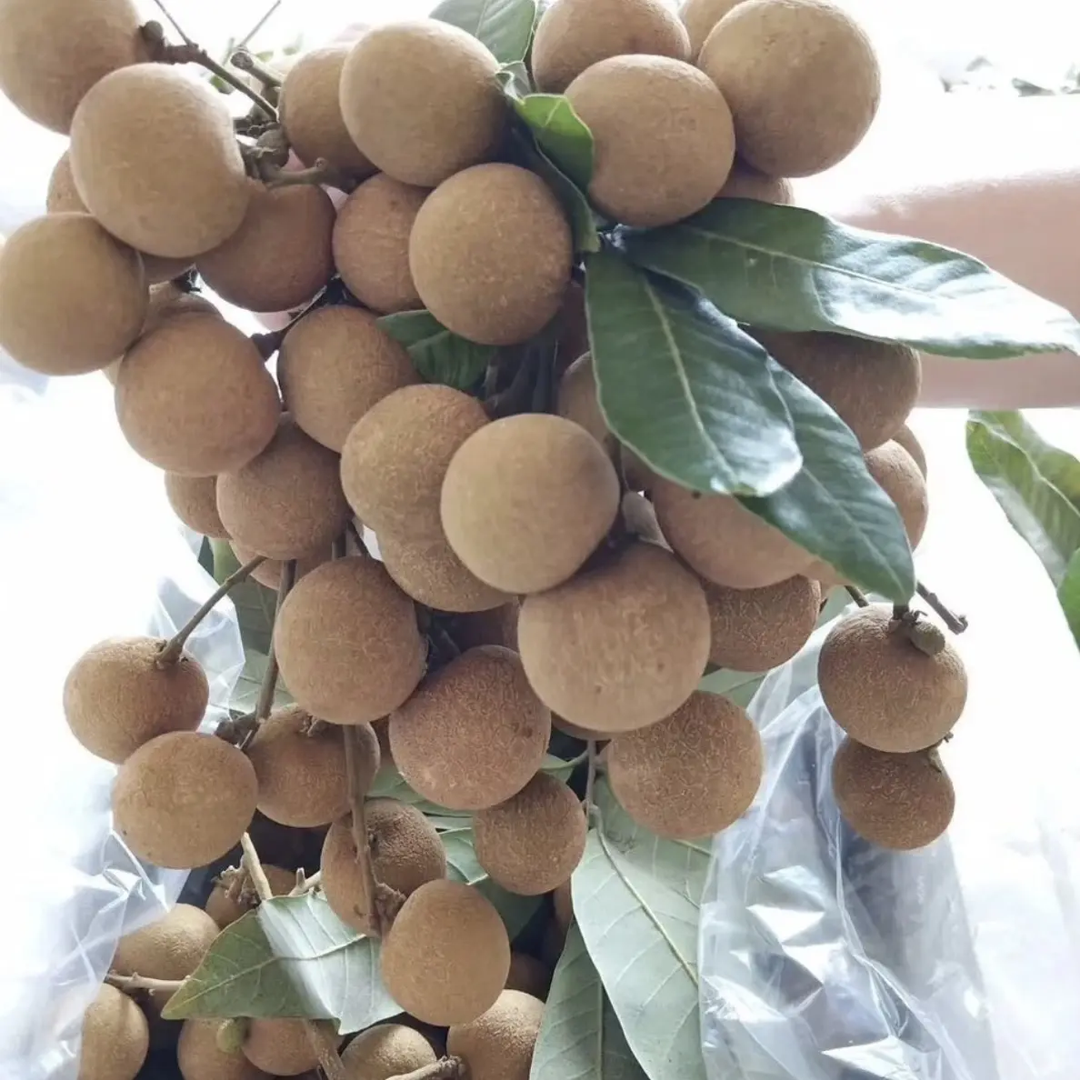 四季龙眼 石峡龙眼果树苗 口感脆甜蜜甜 原土原杯发货