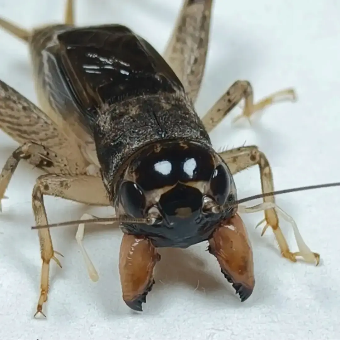 精品冬版白虫蟋蟀活体可斗可听叫鸣虫