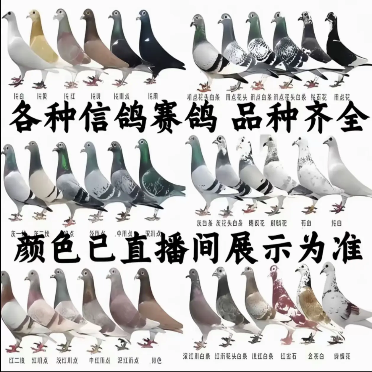 种赛鸽足环编号以直播间编号为准