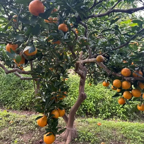 四川高山老树薄皮柑椪柑橘产地直发新鲜现摘酸甜多汁孕妇小孩老人