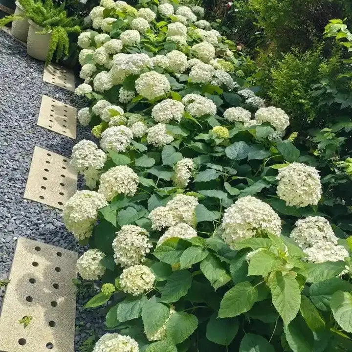 绣球花苗盆栽耐热耐寒带花苞庭院阳台种植易活花卉