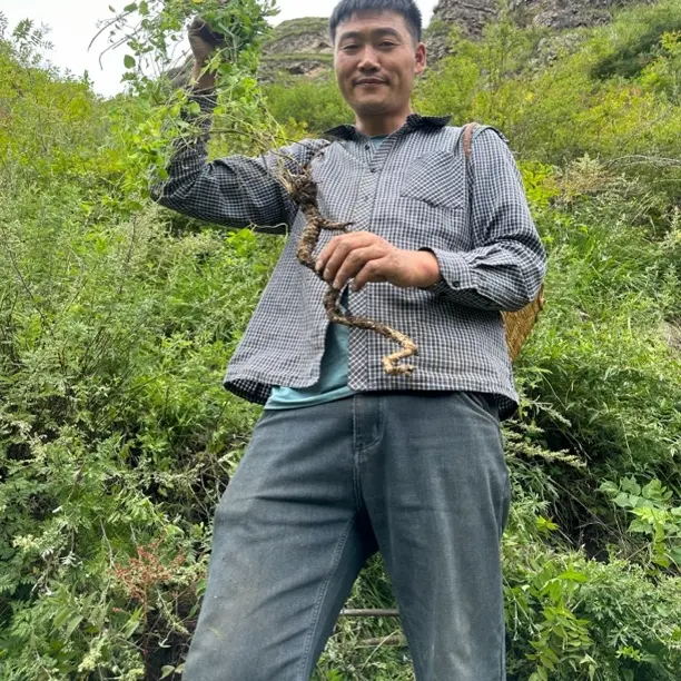 甘肃高山高海拔白条党生新鲜煲汤泡水，煮水无任何添加