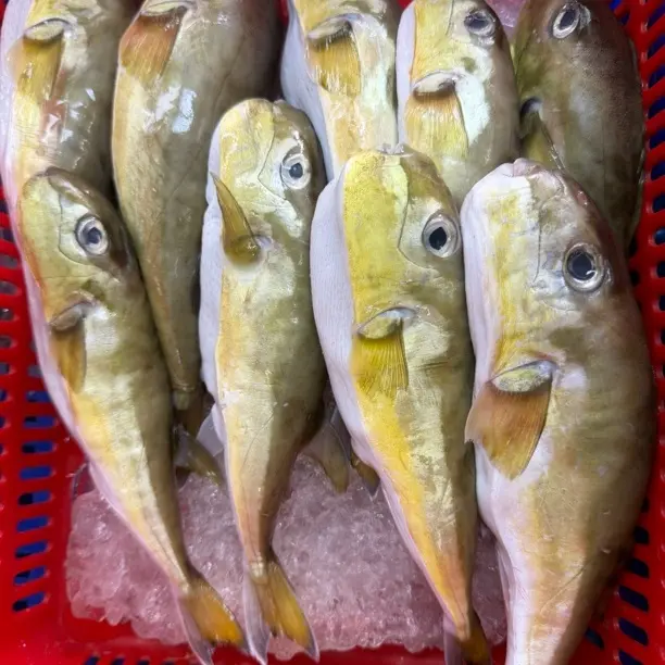 野生海捕大青乖鱼