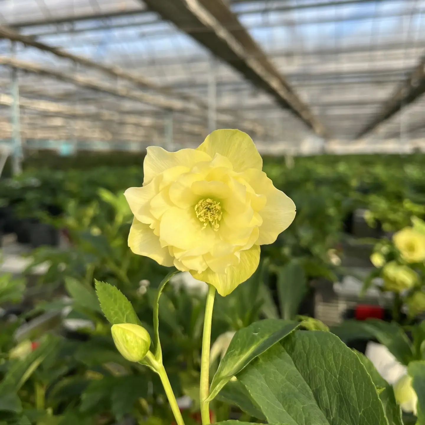 一加仑特殊稀有品种铁筷子花一物一拍只包开箱介意勿拍盲拍随机发