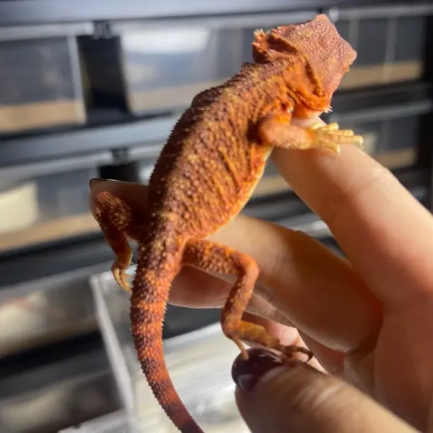 温顺不咬人红系鬃狮蜥幼体爬宠适合新手