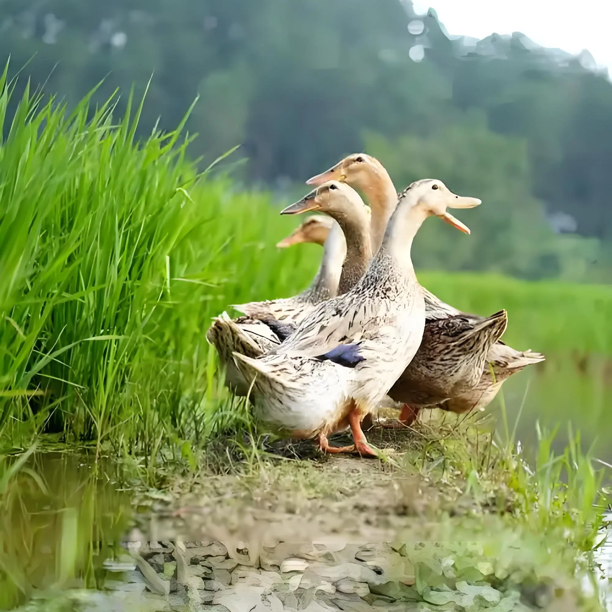农家户外散养粮食麻/番鸭
