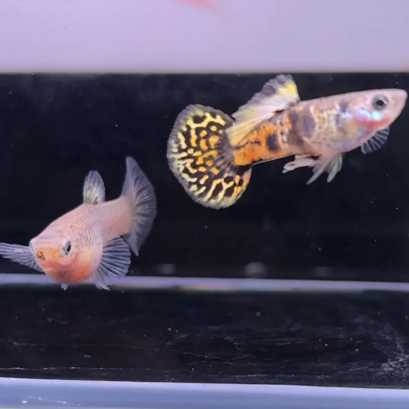 精品黄虎斑圆尾孔雀鱼