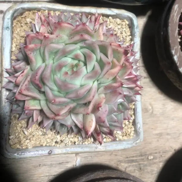 杂交捧花、净化空气含盆含土好养适合室内园艺