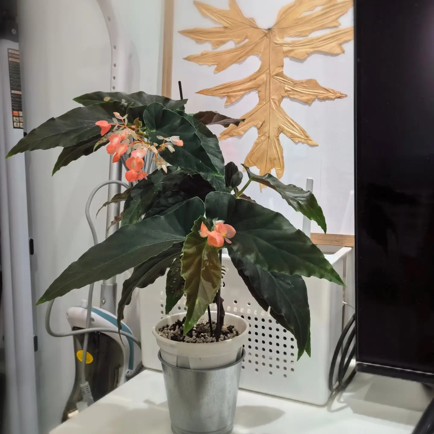 《龙翅海棠》盆栽带花苞四季开花耐寒耐热阳台庭院好养易活绿植花卉