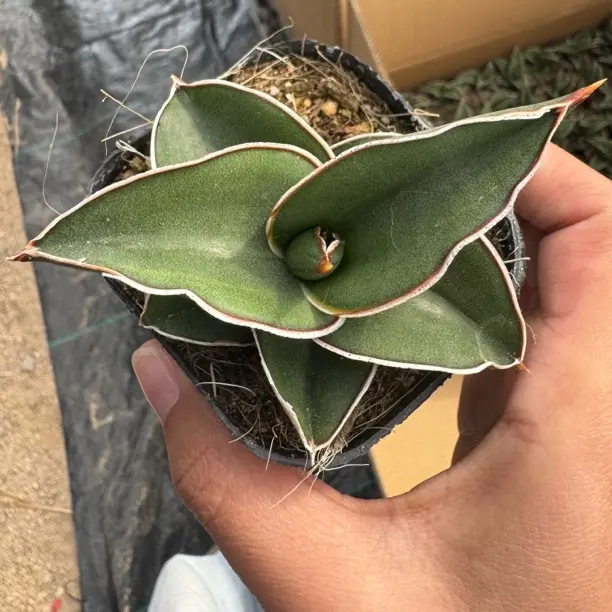 玫瑰武士鹰嘴虎皮兰多肉植物室内防辐射好养易活办公桌绿植盆栽