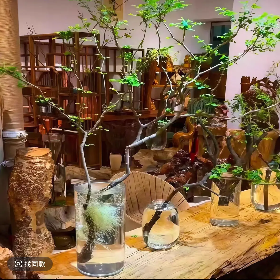 丁香木小叶女贞水培发根植物室内绿植好养易活茶室客厅自然发根