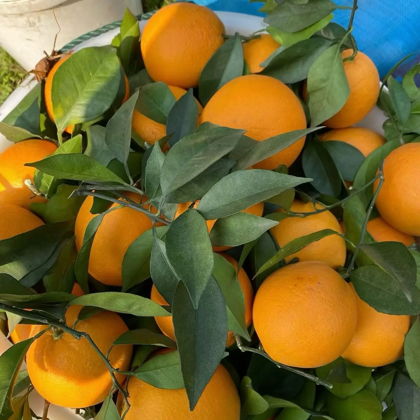 正宗赣南脐橙产地现摘现发果园直发新鲜水果清甜多汁应季橙子