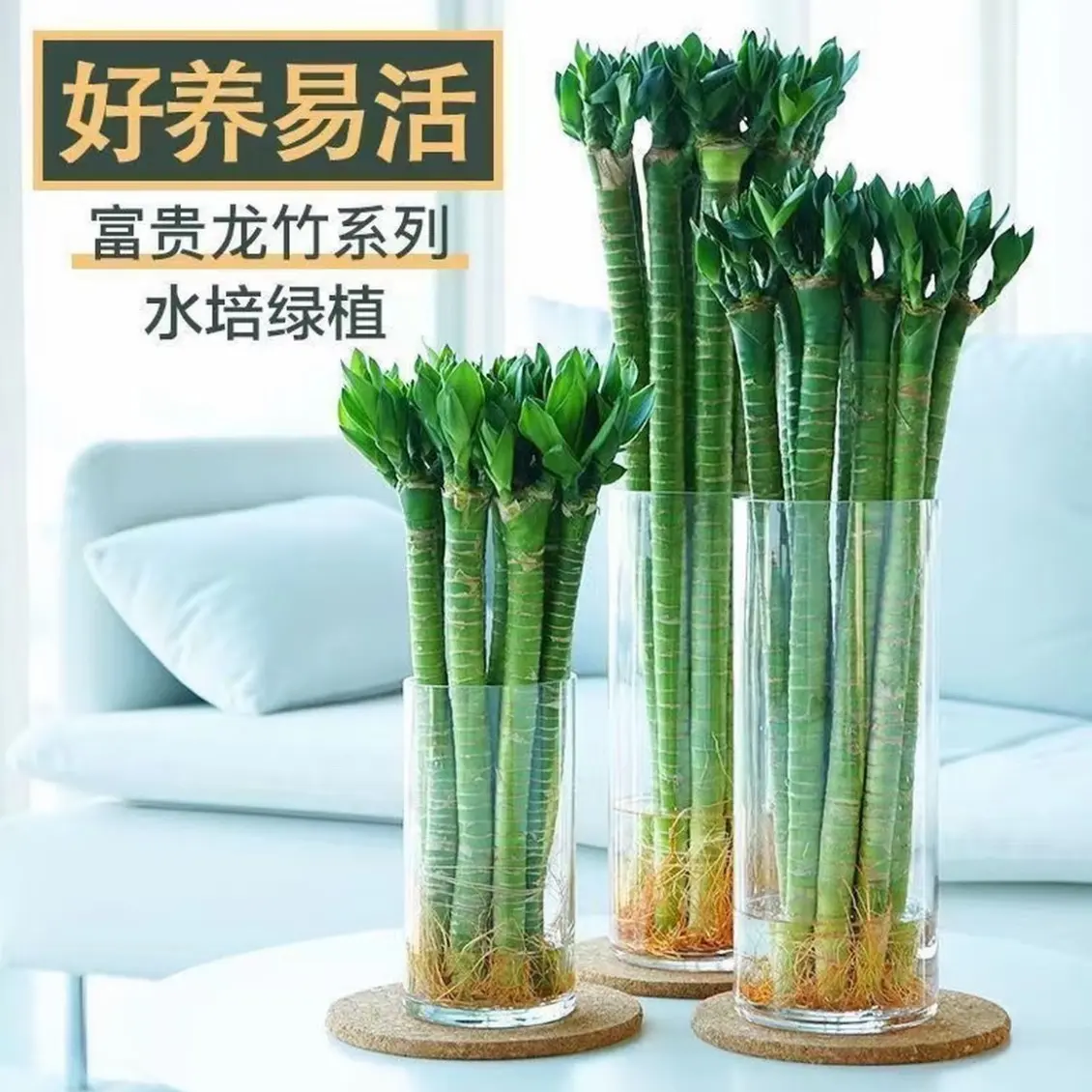 文昌竹龙竹带根水养富贵转运节节高水培室内客厅植物不带瓶