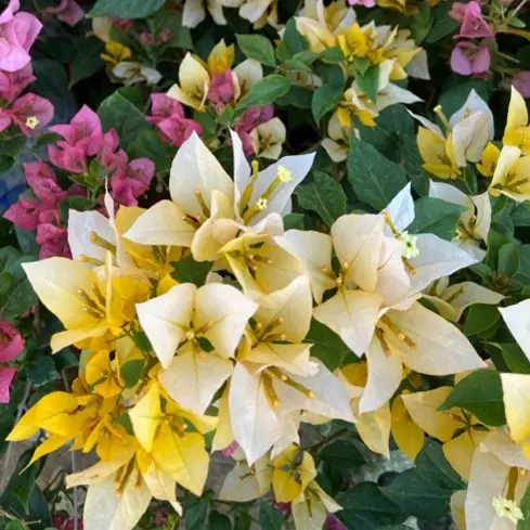 三角梅原盆原土带花发货超勤花易养阳台庭院绿植花卉