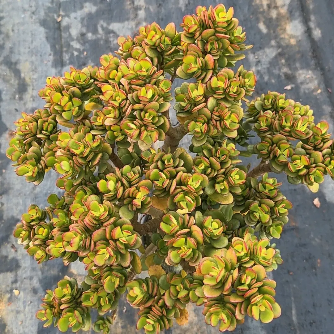 大老桩姬红花月冠服30厘米以上