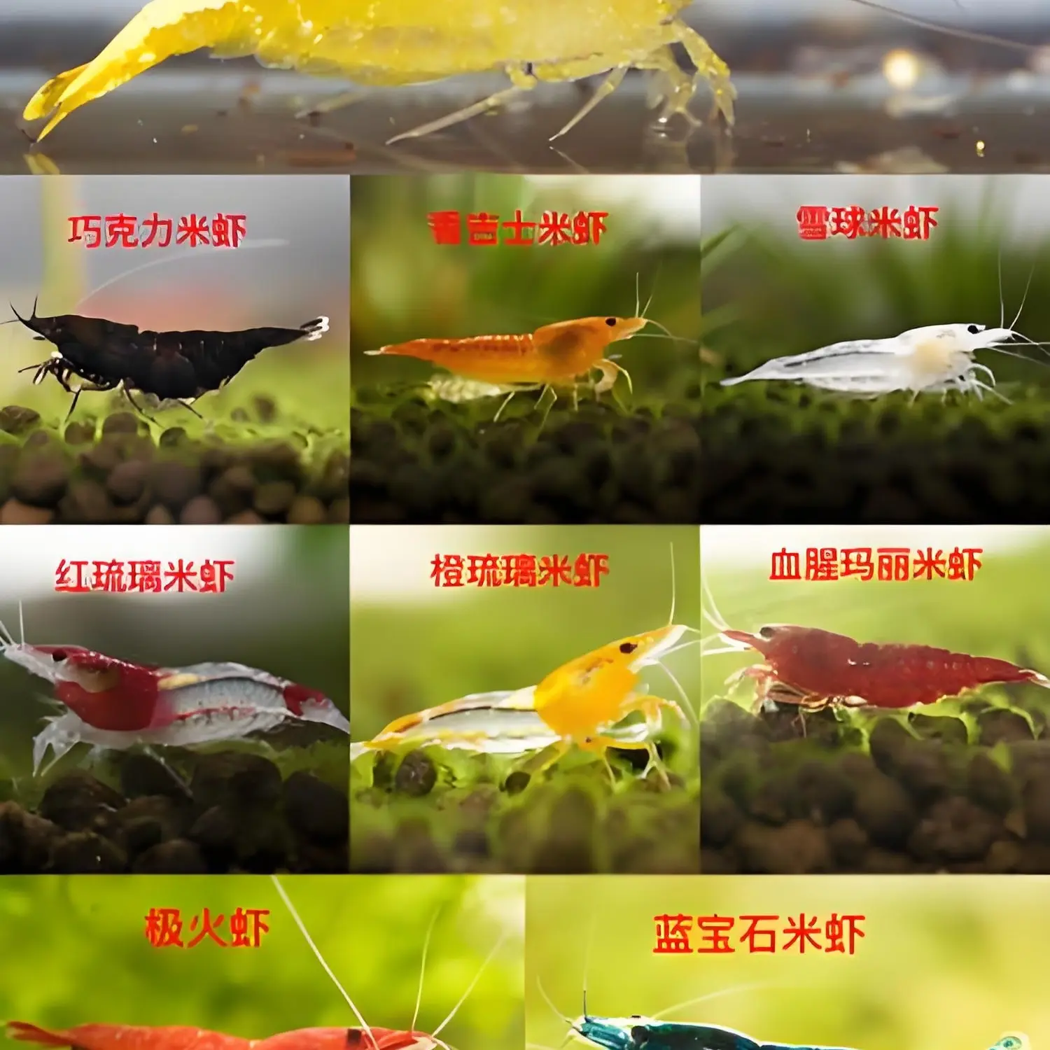 单选颜色尺寸1-1.5公分淡水观赏虾包邮可繁殖除藻易养适合新手