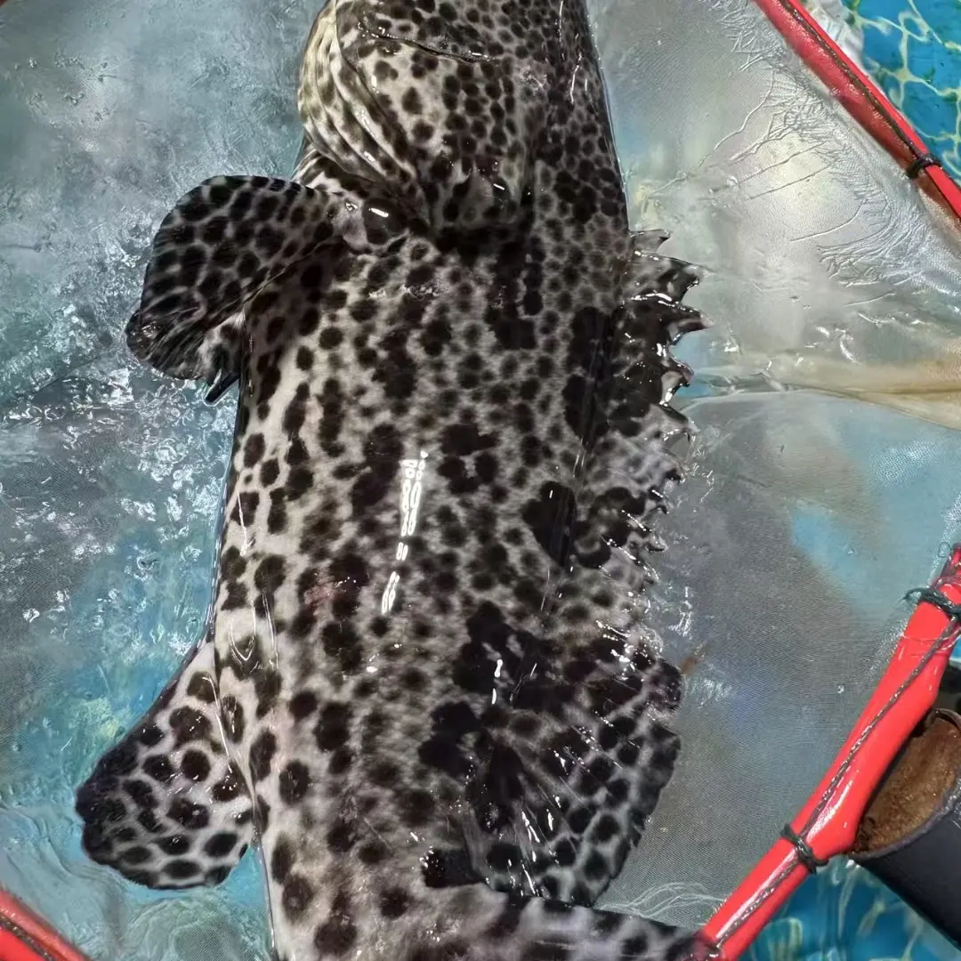 老虎斑新鲜直达顺丰冷链到家