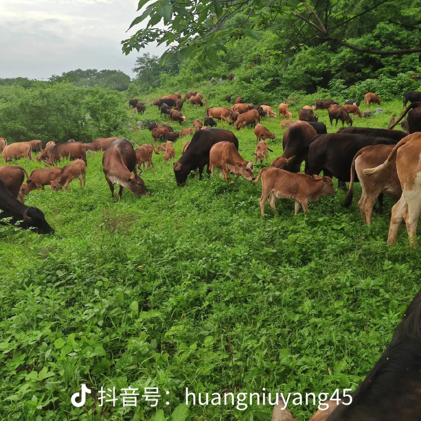 顺丰包邮新鲜现杀高山放养牛肉顺丰包邮