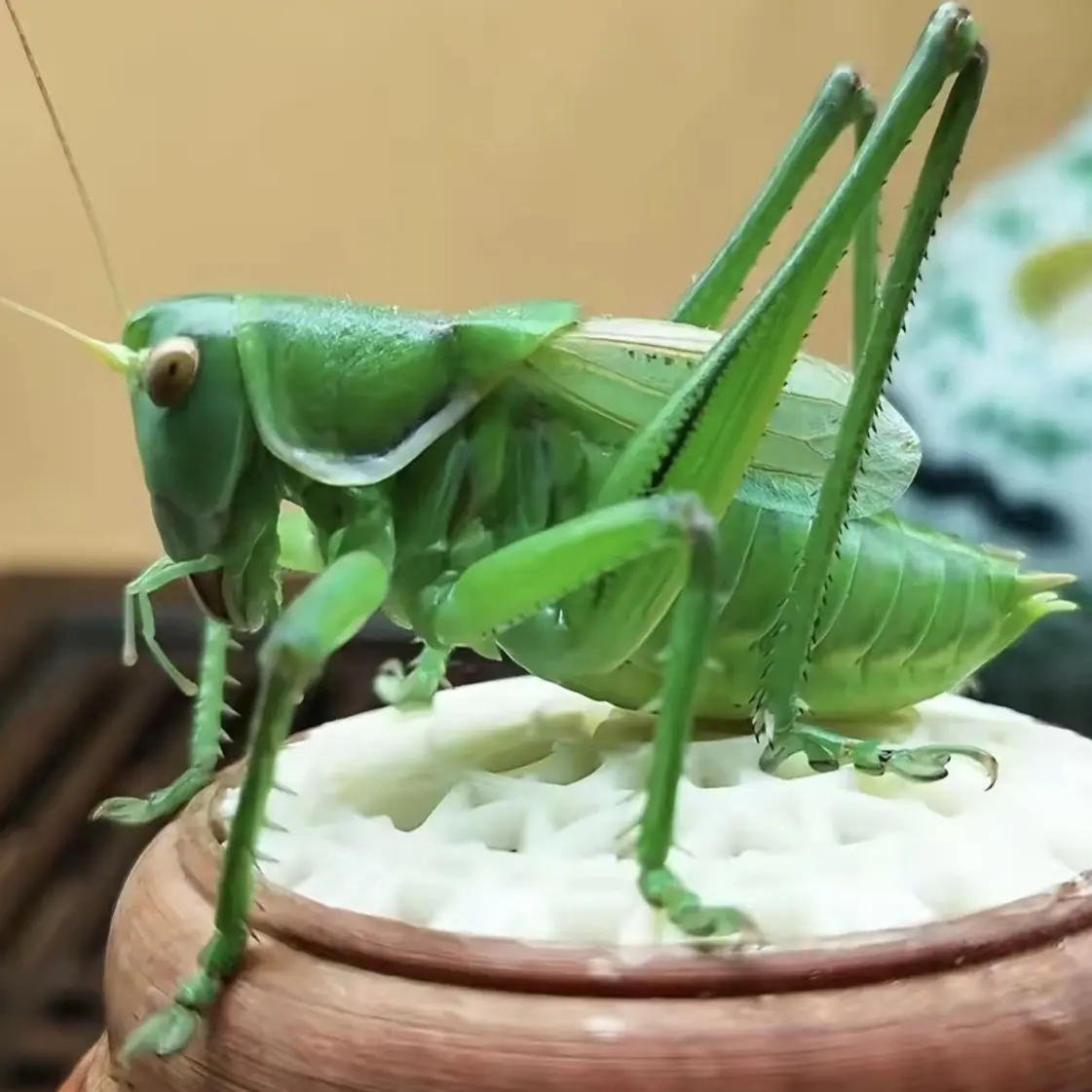 绿蝈蝈叫声清脆观赏性高宠物活体死了包退狼牙山蝈蝈