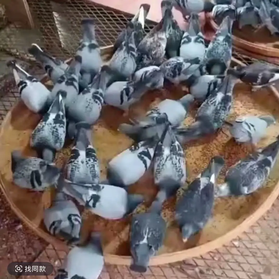 竹编鸽子食槽食盘赛鸽喂食用具