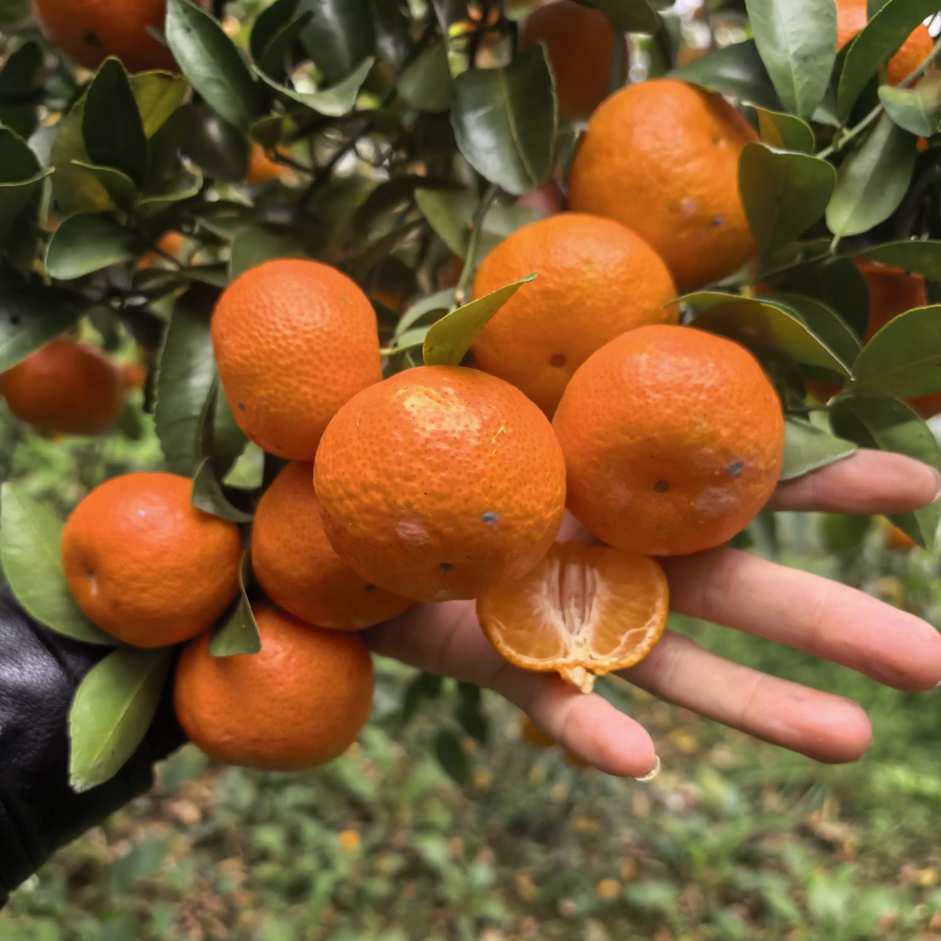 广西沙糖桔当季新鲜水果皮薄多汁香甜柑橘