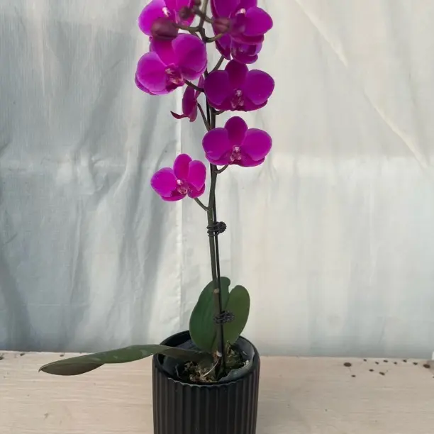 大辣椒蝴蝶兰带花苞带花带盆包邮