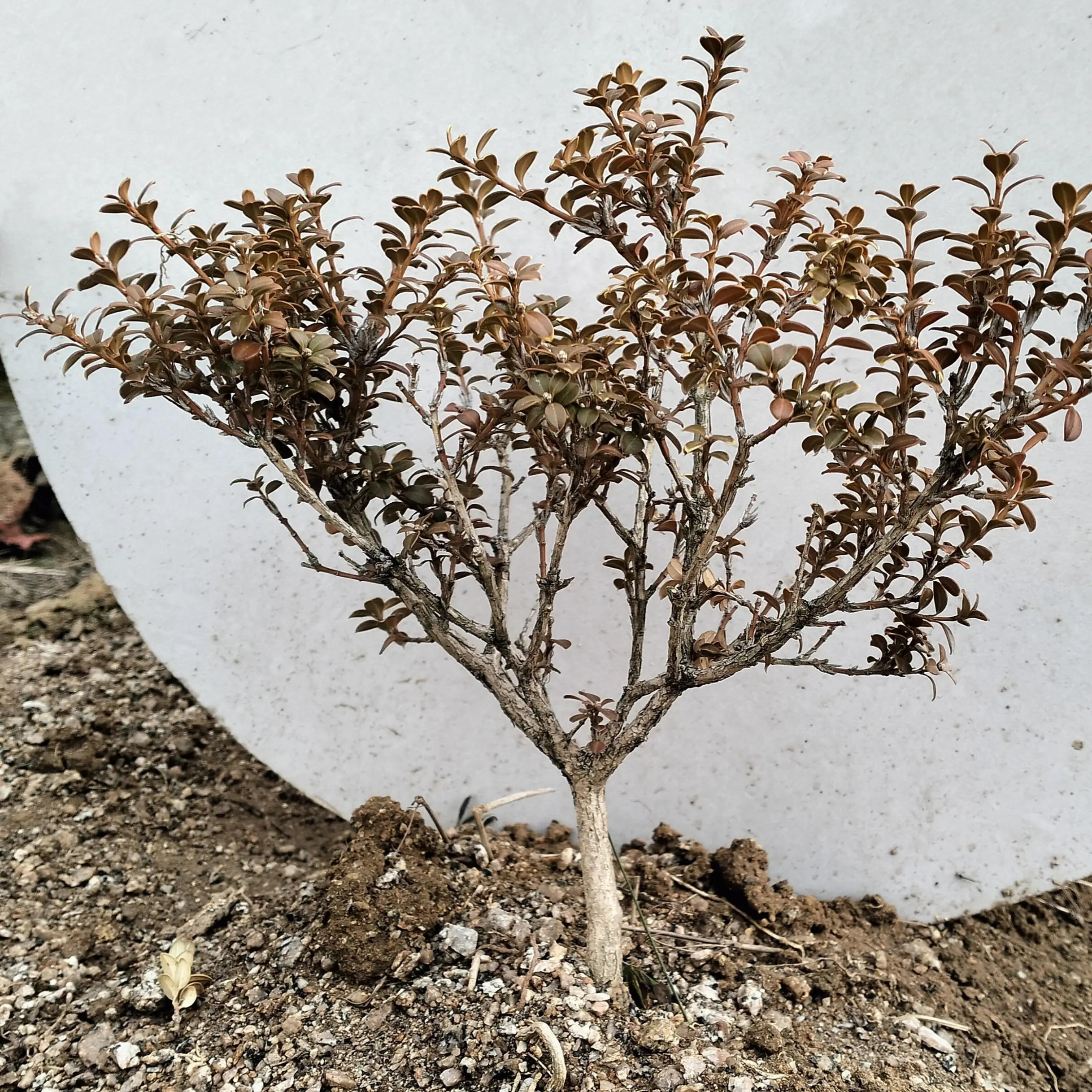 珍珠黄杨罕见红叶配绿叶美观别致好养耐寒耐热四季常青