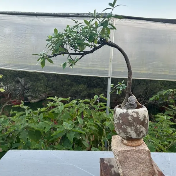 海岛柳叶栀子花盆栽适合室内绿植装饰打造茶空间