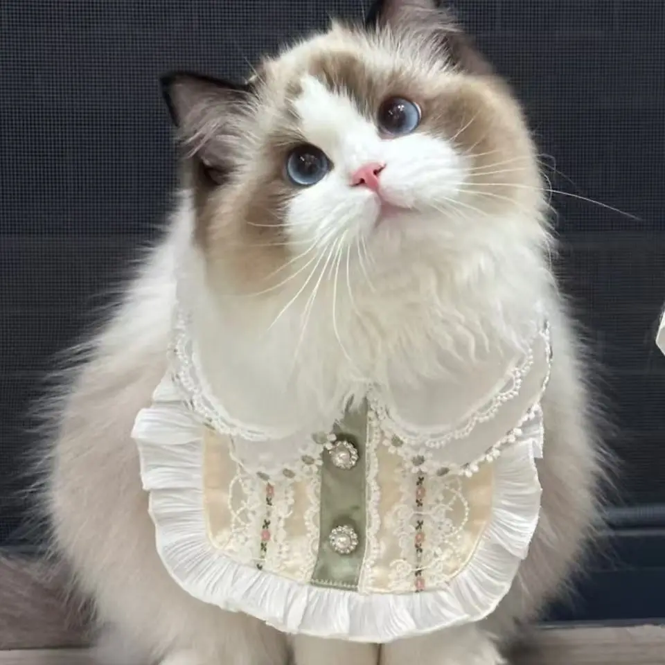 绒绒萌宠乐园（一宠一拍）