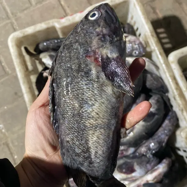 大连野生小船黑鱼黑头鱼新鲜海鲜顺丰包邮