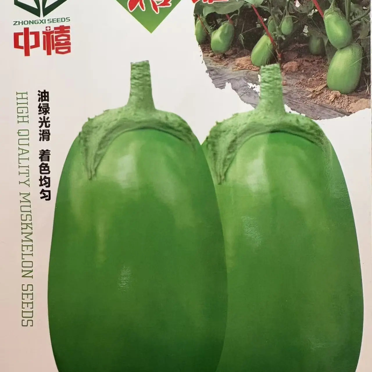 一代杂交绿茄种子早熟表皮油绿光滑膨果快连续做果能力强绿茄种子