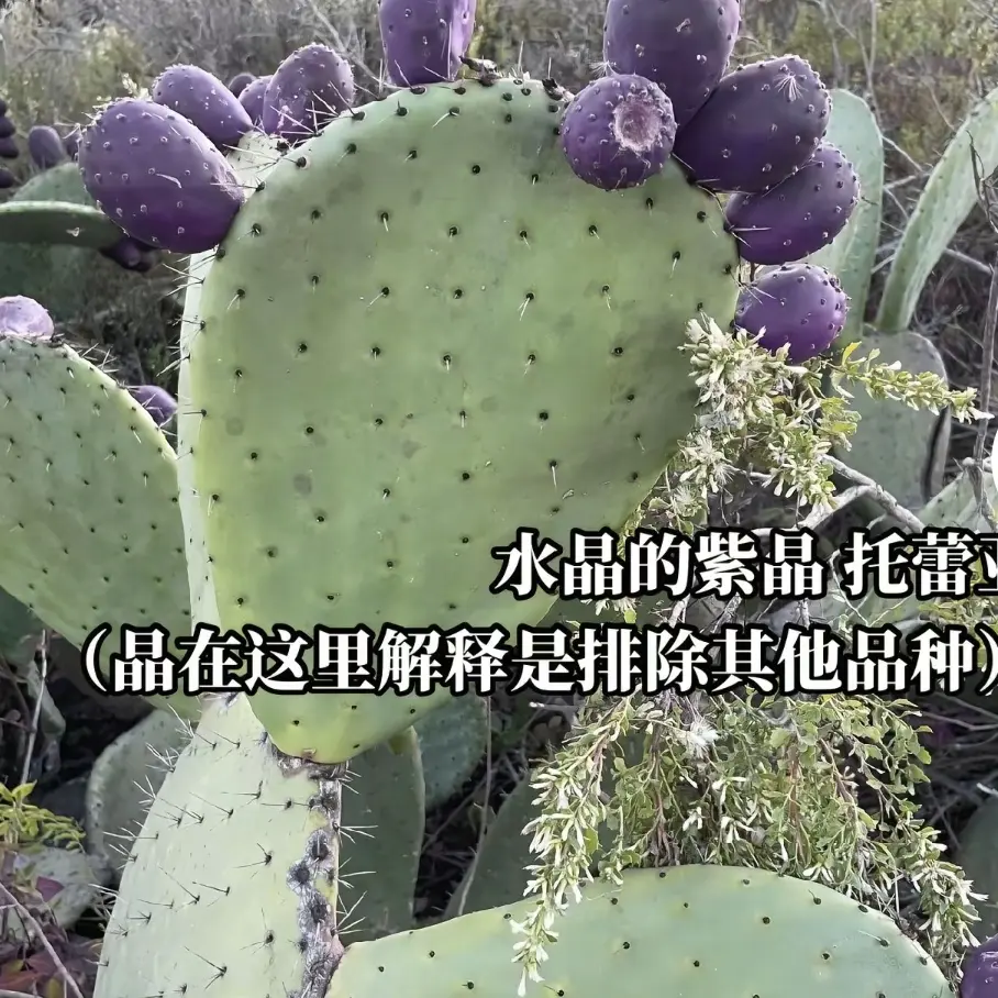 食用仙人掌多肉植物盆栽可开花结果仙人掌果绿植花卉盆栽