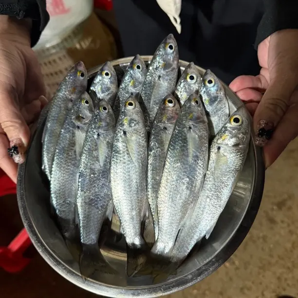广东湛江本港野生白鱼（虫鱼）  顺丰包邮